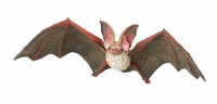 Fledermaus