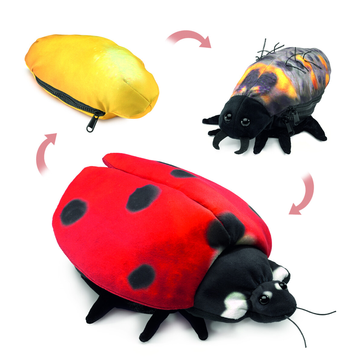 ladybug-life-cycle-79-27