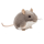 Maus