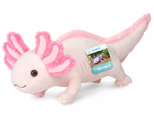 Axolotl